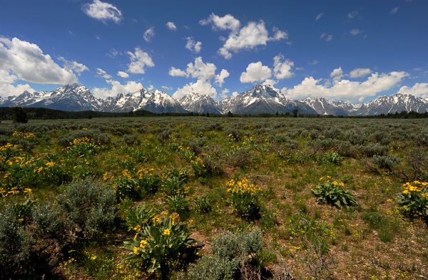 Grand (view of the) Tetons