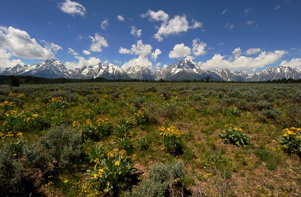 Grand (view of the) Tetons
