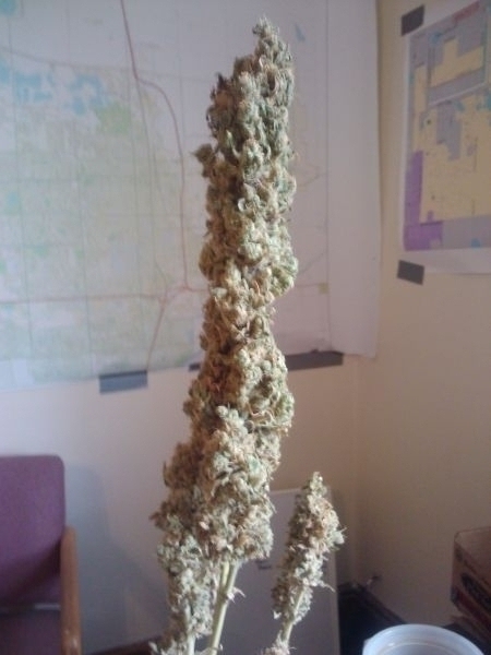 this buds for me 420