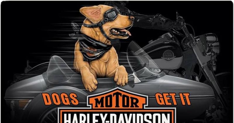 Hogs for Dogs Dice Run