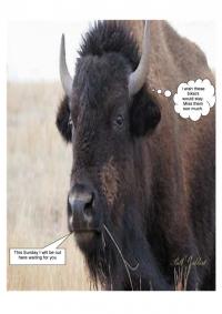 The Great Buffalo Ride (CANCELED)