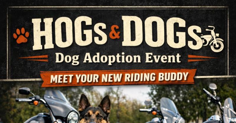 HOGS & Dogs Adoption Event at Old School Harley-Davidson 