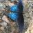 BlueGirl